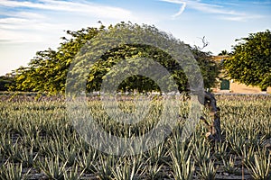 Divi divi tree - Libidibia coriaria - aloe plantation, Aruba