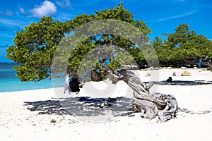Divi divi tree - Libidibia coriaria - Aruba
