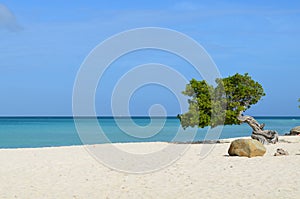 Divi-Divi Tree Standing on Eagle Beach