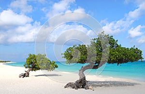 Divi Divi trees on Eagle Beach in Aruba