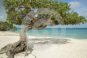 Divi divi trees on Eagle beach - Aruba