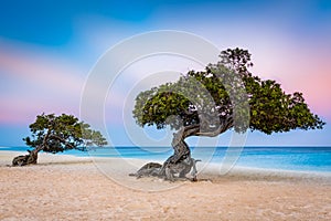 Divi-Divi trees on Eagle Beach, Aruba