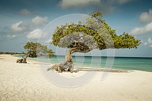 Divi divi trees on Eagle beach - Aruba