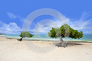 Divi tree