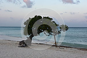 Divi Tree on Eagle Beach in Aruba