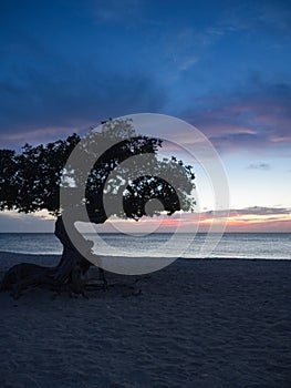 Divi Tree on Eagle beach Aruba at sunset