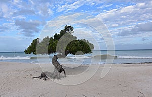 Divi Tree on Eagle Beach with Waves Crashing