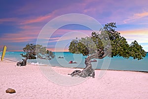 Divi divi trees on Eagle beach at Aruba at sunset
