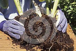 Dividing canna lily roots