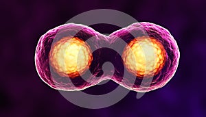 Dividing cells photo