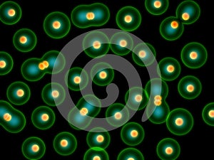 Dividing cells