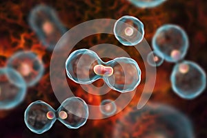 Dividing cells on colorful background