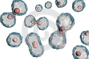 Dividing cells on white background