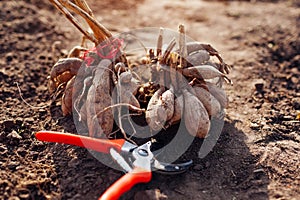 Dividing dahlia tubers in spring garden using pruner. Close up of roots. Propagating plants cutting with secateur