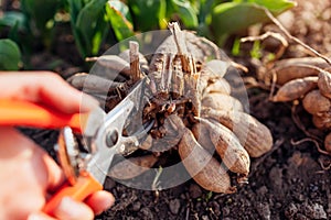 Dividing dahlia tubers in spring garden using pruner. Close up of roots. Propagating plants cutting with secateur