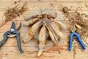 Dividing dahlias. Freshly lifted and washed clump of dahlia tubers being divided.