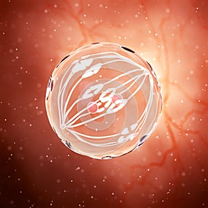 A dividing egg cell