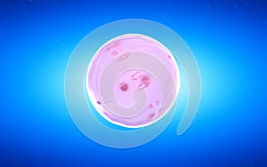 A dividing egg cell