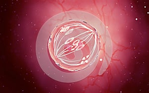 A dividing egg cell