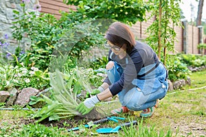 Dividing hosta bush, spring seasonal work in garden, planting flower bed in backyard.