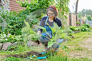 Dividing hosta bush, spring seasonal work in garden, planting flower bed in backyard.