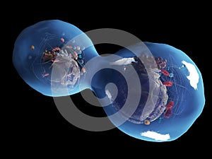 A dividing human cell