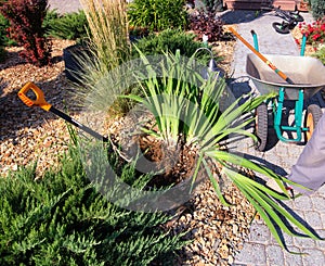 Dividing iris plant for replant. Garden shovel, wheel barrow, young juniperus and  shrubs.