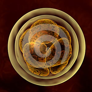 Dividing zygote