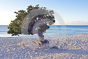 Dividivi tree on Aruba
