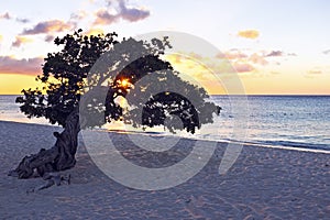 Dividivi tree on Aruba