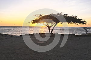Dividivi tree on Aruba
