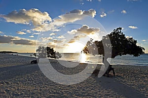 Dividivi trees on Aruba
