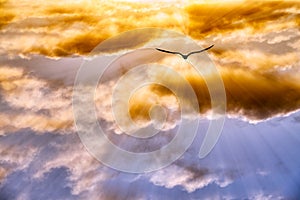 Divine Sunset Bird Flying Inspirational Spiritual Heaven Motivational Beautiful Ethereal Hope Silhouette Sun Rays
