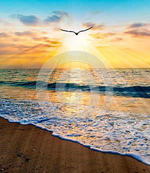 Divine Sunset Ocean Bird Flying Vertical Inspirational Uplifting Beautiful Spiritual Ethereal Hope Silhouette Sun Rays