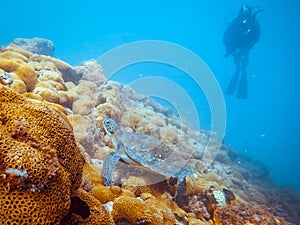 Diving at Arraial do Cabo, Rio de Janeiro, Brazil