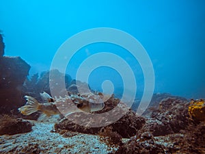 Diving at Arraial do Cabo, Rio de Janeiro, Brazil