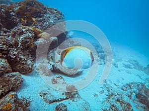 Diving at Arraial do Cabo, Rio de Janeiro, Brazil