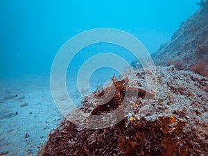 Diving at Arraial do Cabo, Rio de Janeiro, Brazil