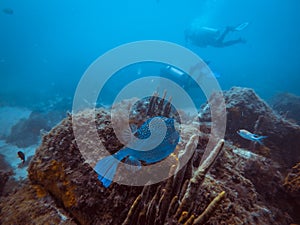 Diving at Arraial do Cabo, Rio de Janeiro, Brazil