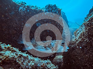 Diving at Arraial do Cabo, Rio de Janeiro, Brazil