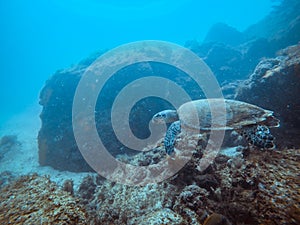 Diving at Arraial do Cabo, Rio de Janeiro, Brazil