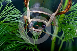 Diving beetle aquatic under water insect pond life