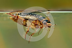 Diving beetle (Graphoderus cinereus)