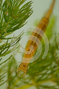 Diving beetle larva water tiger among water plants