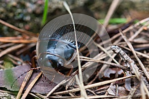 Diving beetle, macro of an adult insects,