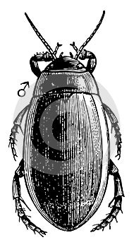 Diving Beetle, vintage illustration