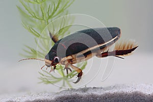 Diving beetle among water plants in pond