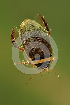 Diving beetle & x28;Graphoderus cinereus& x29;