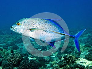 Diving: Bluefin Trevally