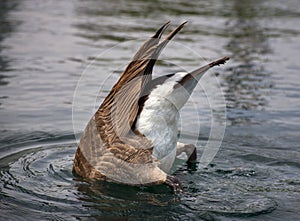 Diving Canada Goose